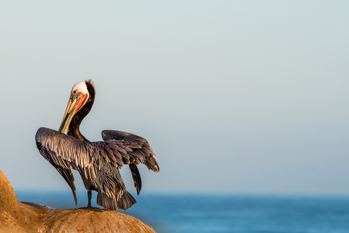 Brown Pelican Perched on the Cliffs in La Jolla CA